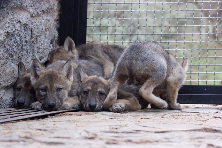 La CONANP y la UAQ documentan el nacimiento de cuatro crías en vida silvestre en el estado de Chihuahua