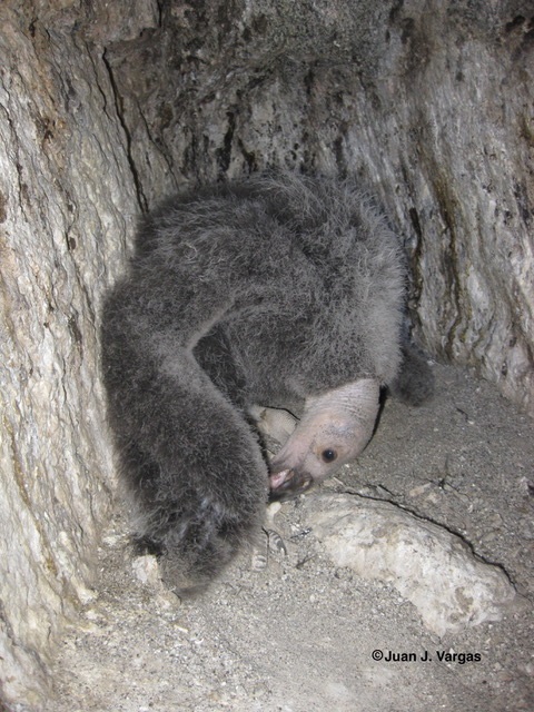 El Cóndor de California se introdujo al Programa de Acción para la Conservación de Especies (PACE) en 2012