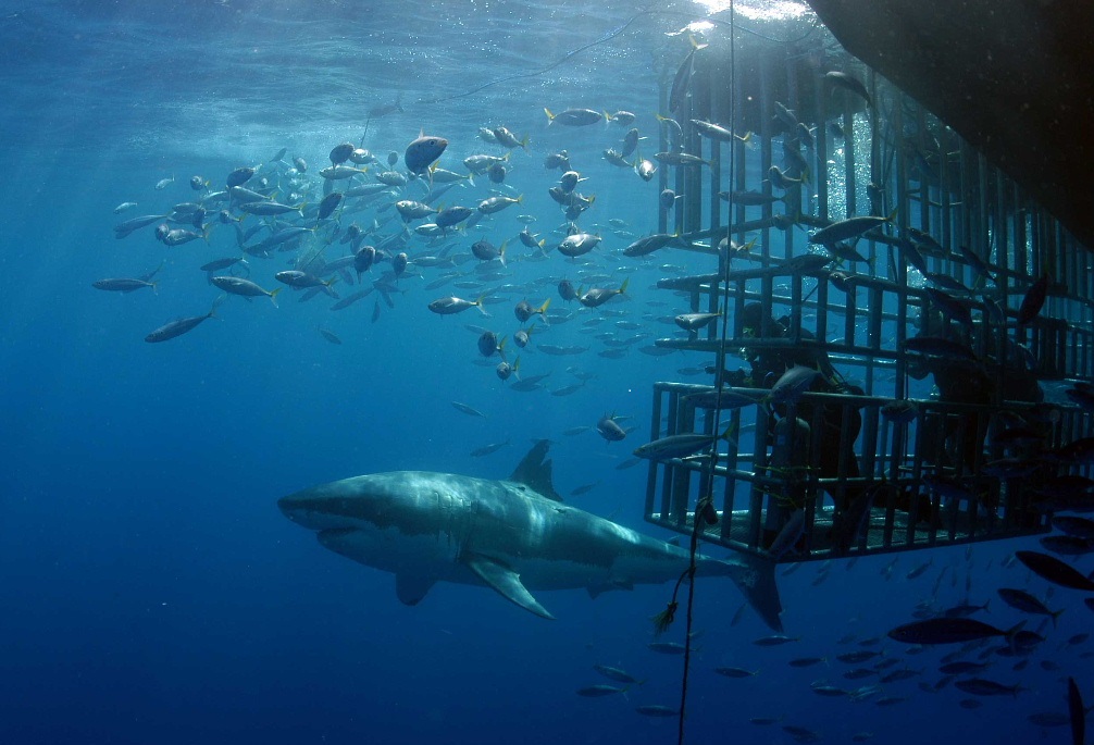 Da inicio la temporada de tiburón blanco en el Área Natural Protegida, Isla Guadalupe, Baja California, con nuevas reglas
