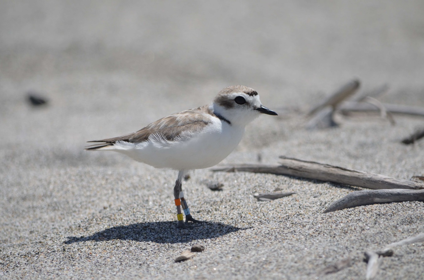 Bahía de San Quintín recibe cerca de 380 ejemplares de esta ave migratoria durante la época de apareamiento