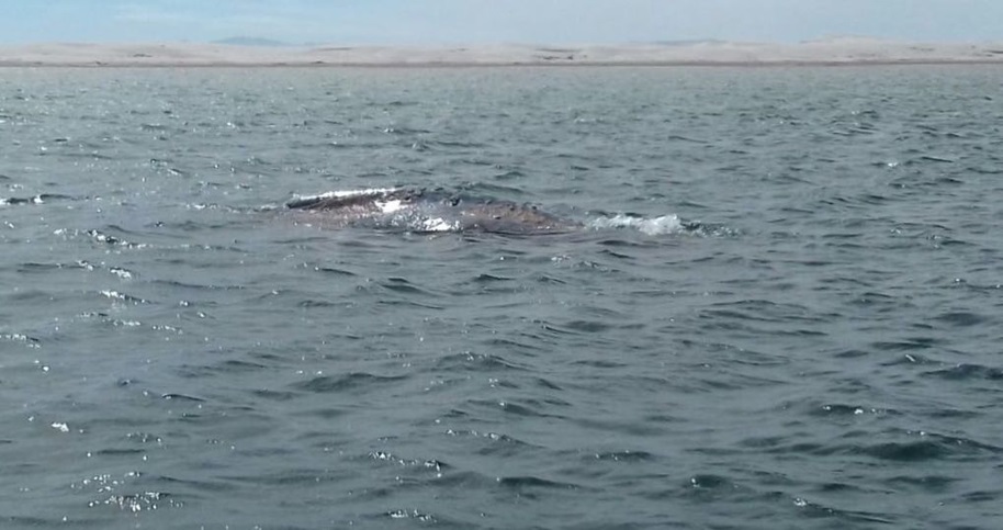 En el Complejo Lagunar Ojo de Liebre nacen el 90% de los ballenatos de esta especie del planeta
