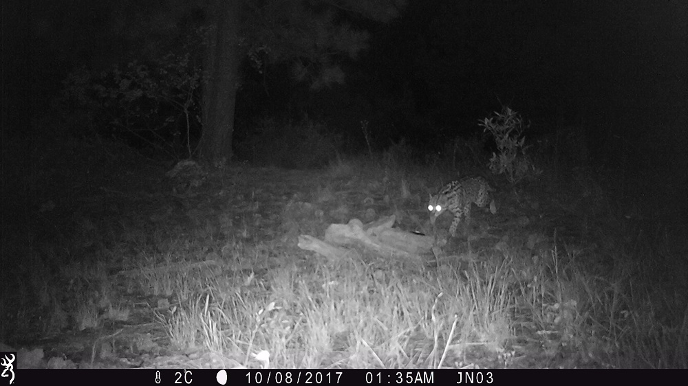 Mediante cámaras trampa se logró el registro del felino que, después del puma y el jaguar, es el tercero de mayor tamaño en el país