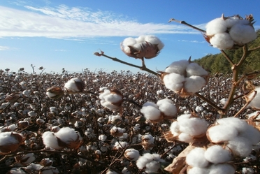 En el 2017, en el Valle de Mexicali se sembraron 29,141 hectáreas con algodón
