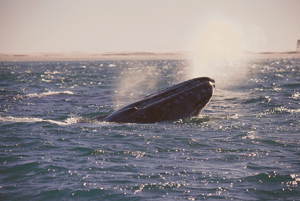 El 90% de las ballenas en el mundo son mexicanas y nacen en el Área Natural Protegida (ANP) El Vizcaíno, un santuario natural de la especie