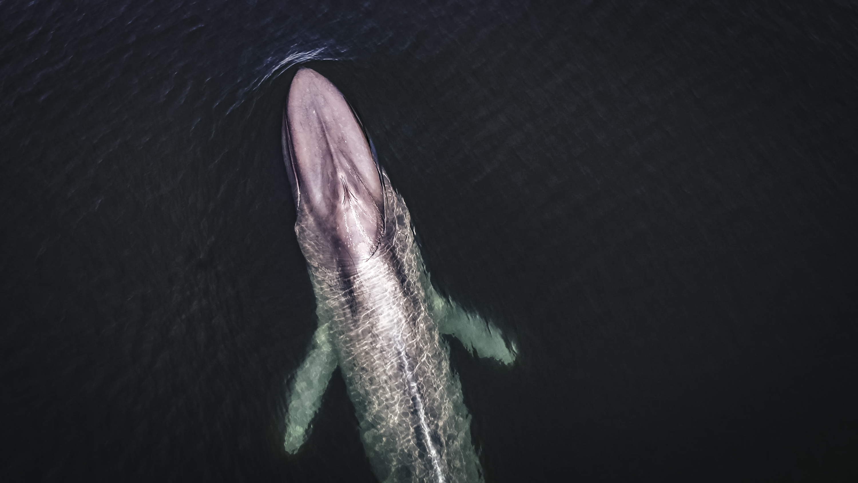 Entre enero y marzo, México recibe a la ballena azul en el Área Natural Protegida (ANP) Bahía de Loreto, en Baja California Sur
