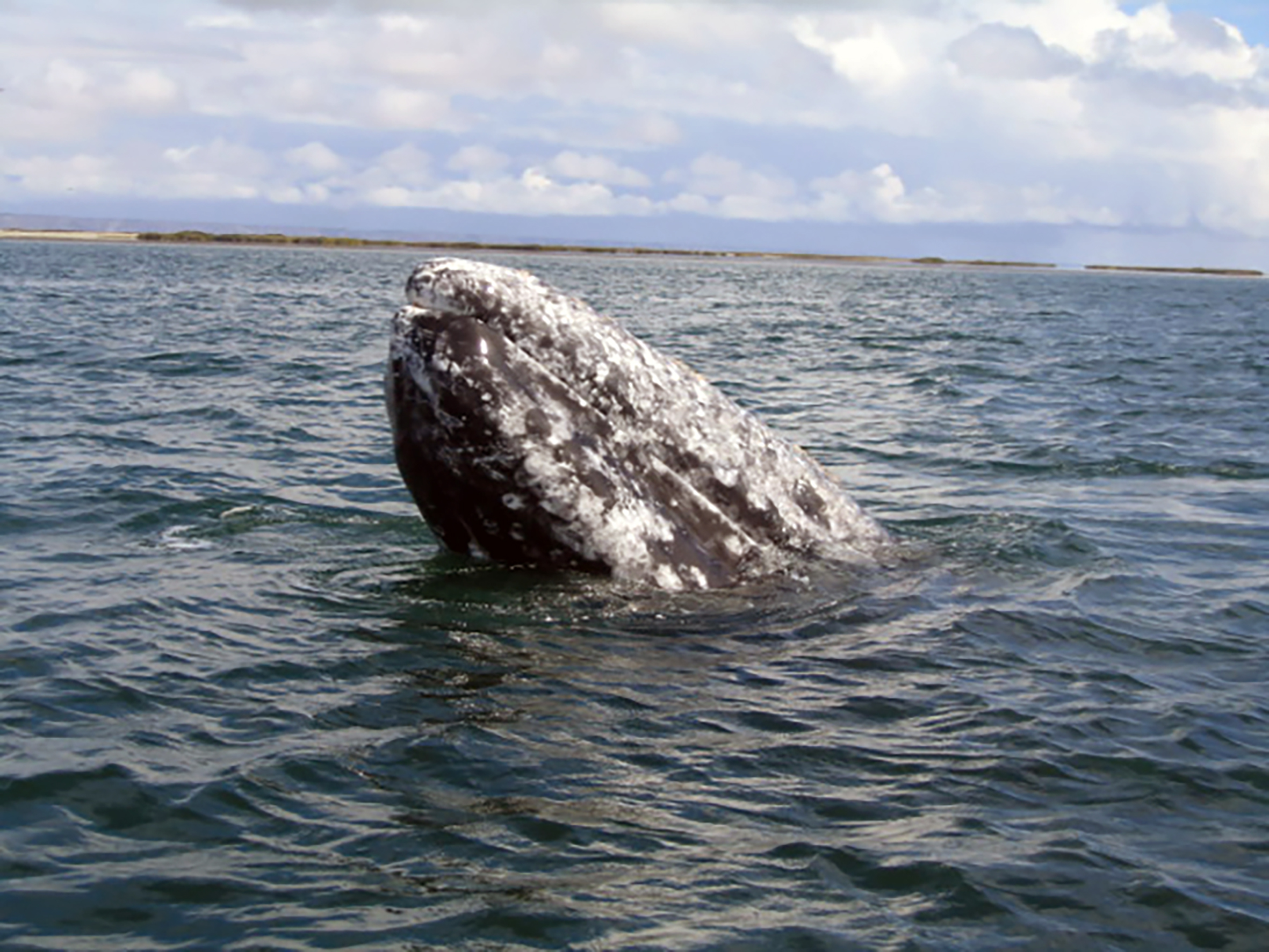 México cuenta con uno de los santuarios de ballena gris más espectaculares del mundo: el Área Natural Protegida El Vizcaíno