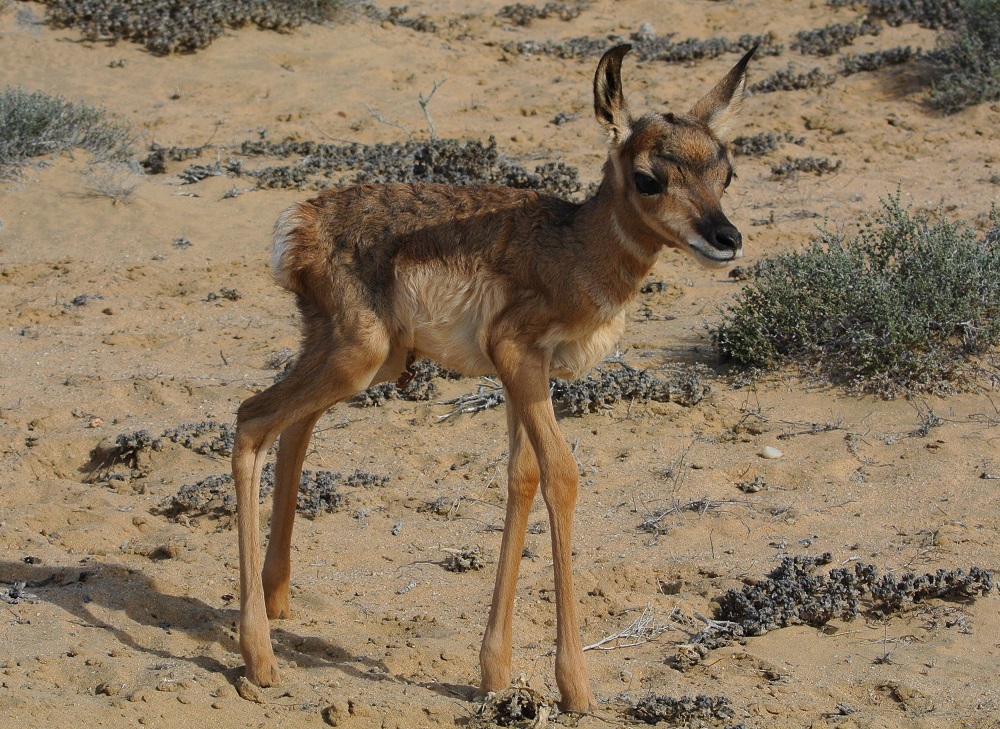 En el Área Natural Protegida (ANP) Valle de los Cirios, ubicada en Baja California, nacieron 11 crías de berrendo peninsular