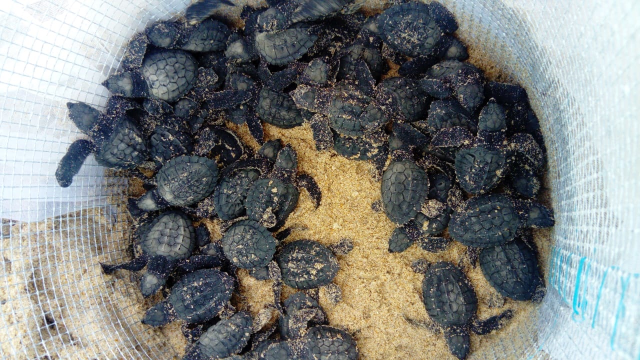 Durante la temporada de anidación de tortuga lora 2018, se han registrado 6 mil anidaciones