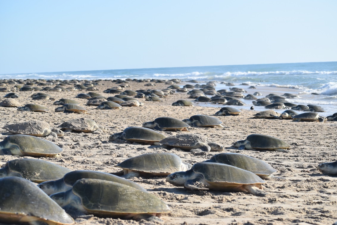 8 mil tortugas lora, llegaron al Santuario Playa de Rancho Nuevo, concentrándose en una zona de 500 metros, evento no registrado desde 2011, en su tercera arribazón de 2018