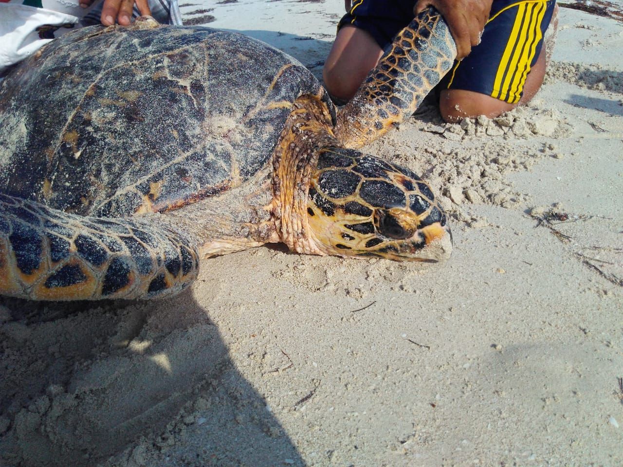 La CONANP rescató y liberó junto con voluntarios de la UNAM, una tortuga carey varada en una charca dentro del Área Natural Protegida (ANP) Ría Lagartos