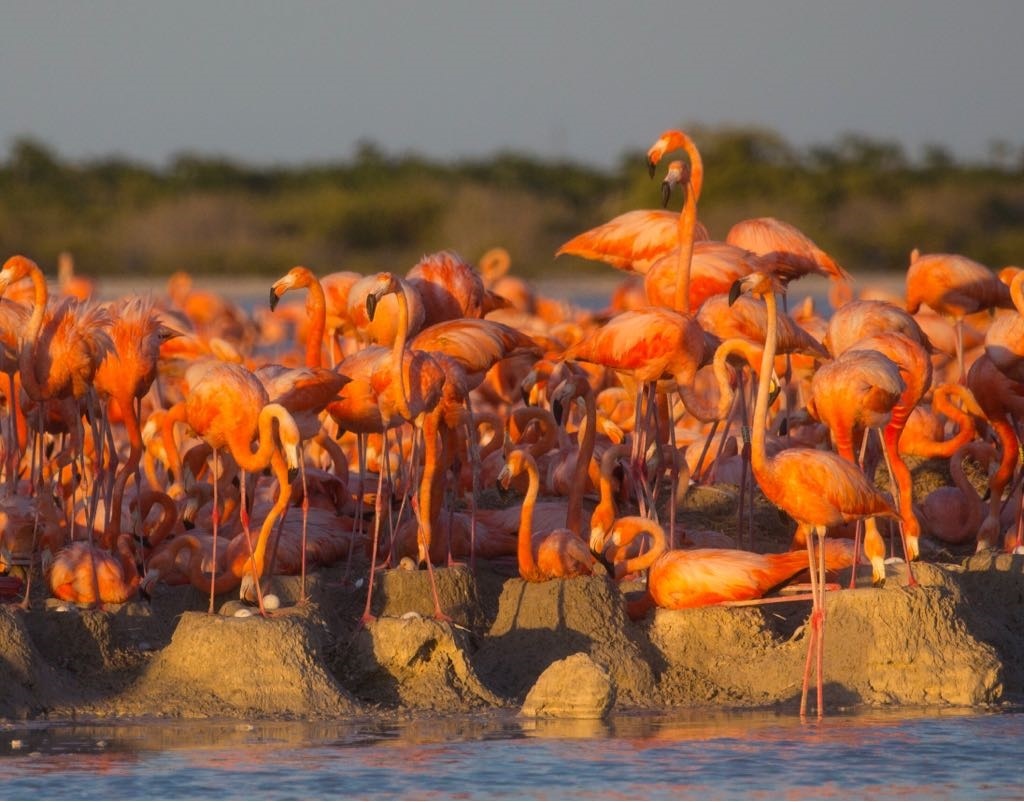 Nacen los primeros polluelos de flamenco rosado (Phoenicopterus ruber) de 2018 dentro del Área Natural Protegida (ANP) Ría Lagartos
