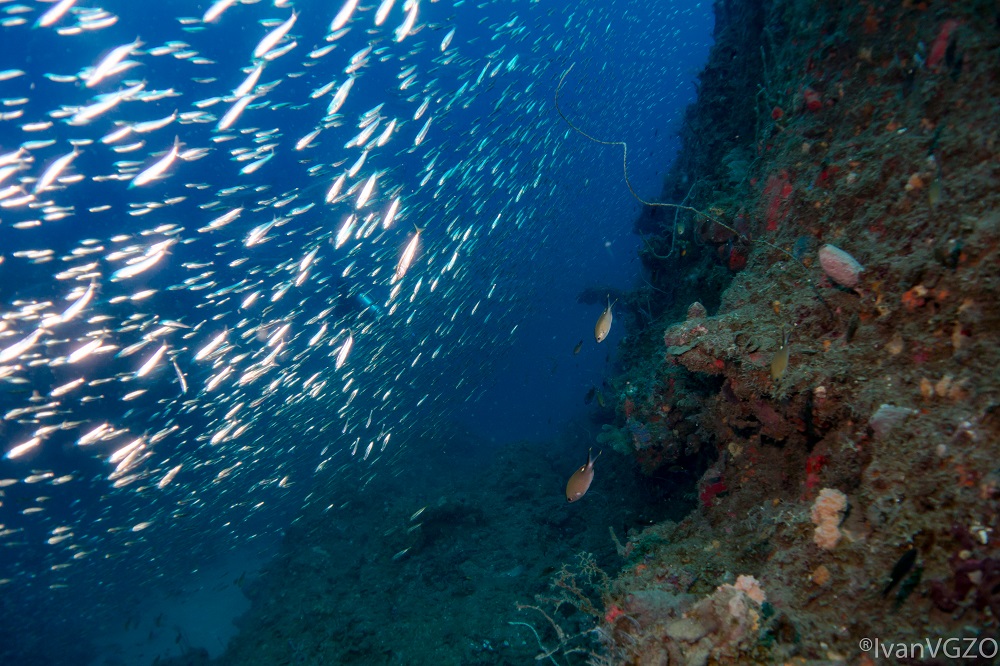 Arrecifes de Los Tuxtlas, zona prioritaria para la conservación