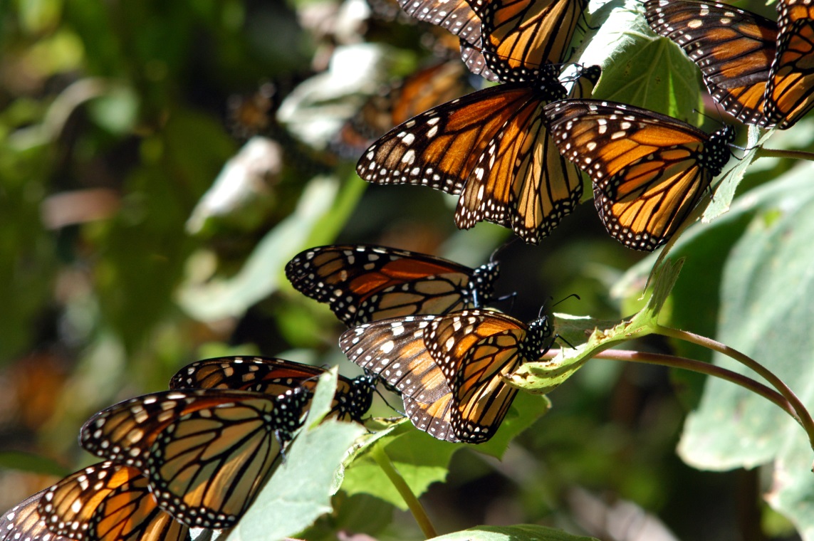 La CONANP invita a los ciudadanos a participar en el monitoreo de las poblaciones de la mariposa Monarca en su localidad