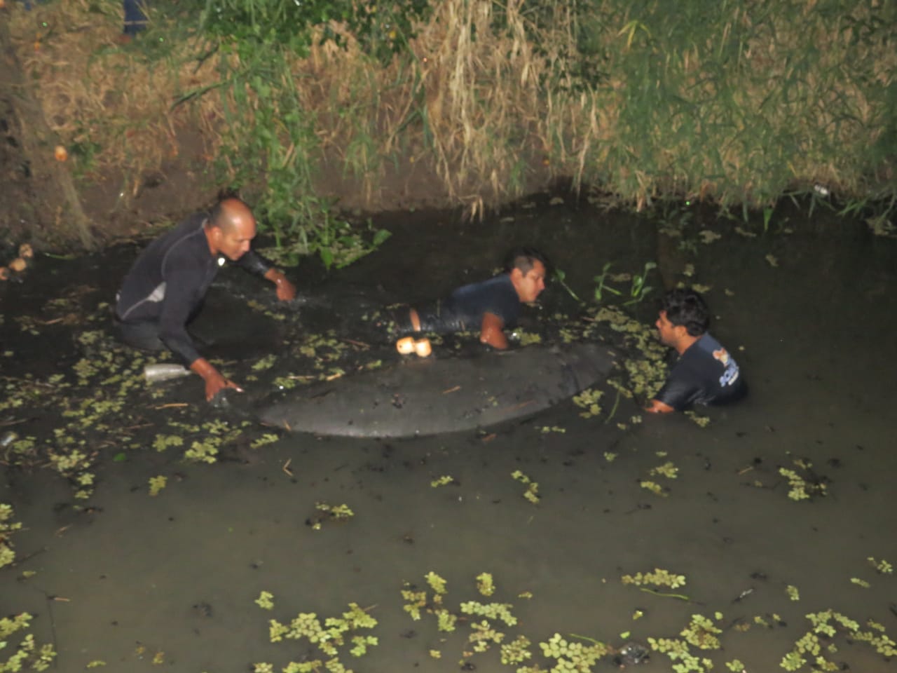 El 29 de julio se rescató a una hembra de 2.5 m y aproximadamente 400 kg. Con esta captura ya hay dos individuos de manatí rescatados en la Estación Tres Brazos de la CONANP