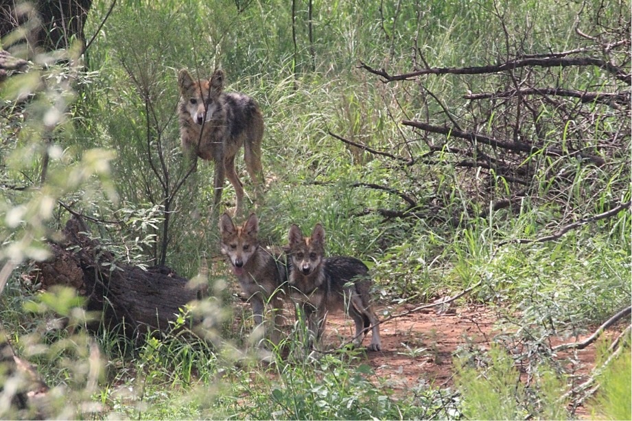 La CONANP liberó una familia de 7 ejemplares de lobo gris mexicano en su hábitat natural
