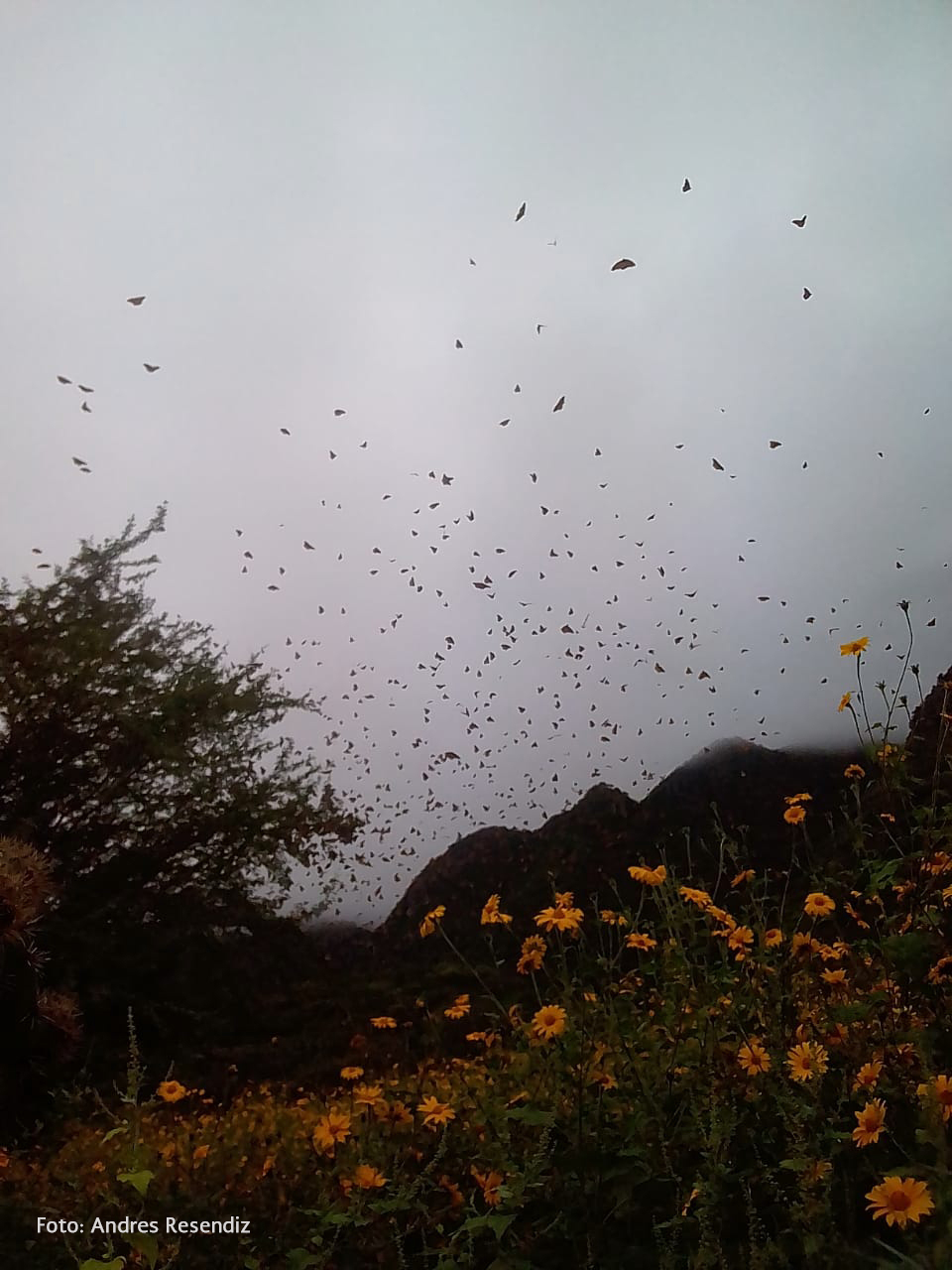 Miles de mariposas Monarca se encuentran cruzando los estados de Nuevo León, Tamaulipas, San Luis Potosí y Guanajuato