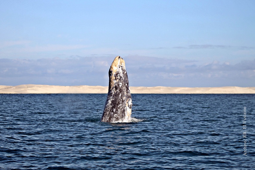 Por sus peculiares características, esta Área Natural Protegida mexicana es considerada el mejor sitio del mundo para la reproducción y crianza de ballena gris
