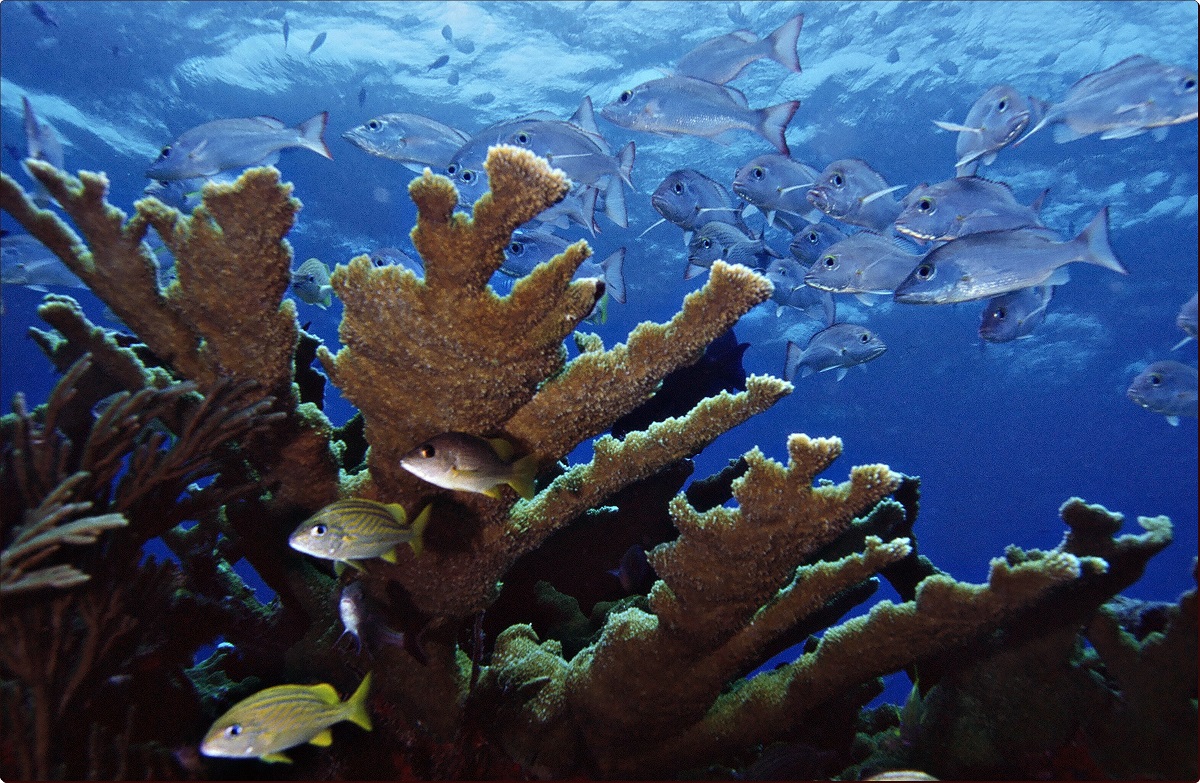 Los sitios en los que se suspenderán temporalmente las actividades acuático-recreativas ocupan el 21% de los 14 complejos arrecifales más visitados en Cozumel