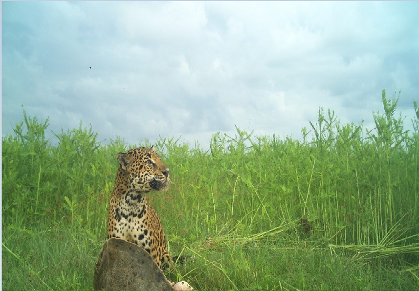 Mediante el uso de cámaras trampa se pudo observar a dos ejemplares de jaguar alimentándose de la tortuga