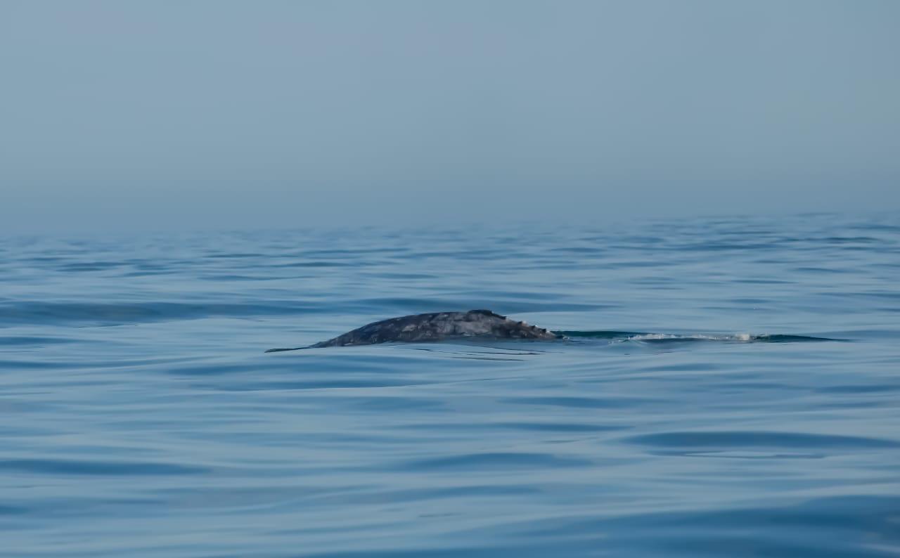 La temporada de observación de ballenas inicia este 15 de diciembre y concluye el 30 de abril de 2020