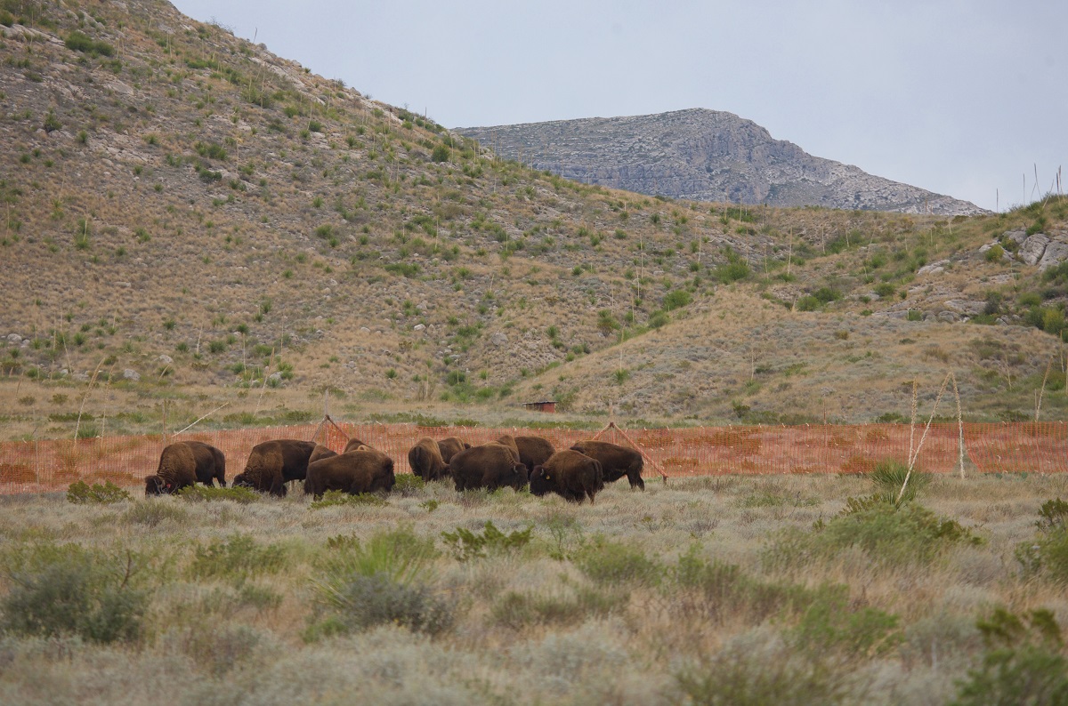 Después de una ausencia de más de 100 años, el bisonte americano vuelve a correr en las planicies del estado mexicano de Coahuila