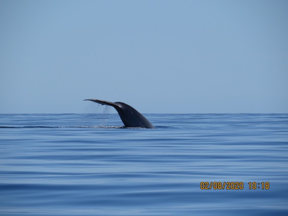 La temporada de avistamiento de la ballena azul abarca de enero a mayo
Archivo Conanp/PN Bahía de Loreto
