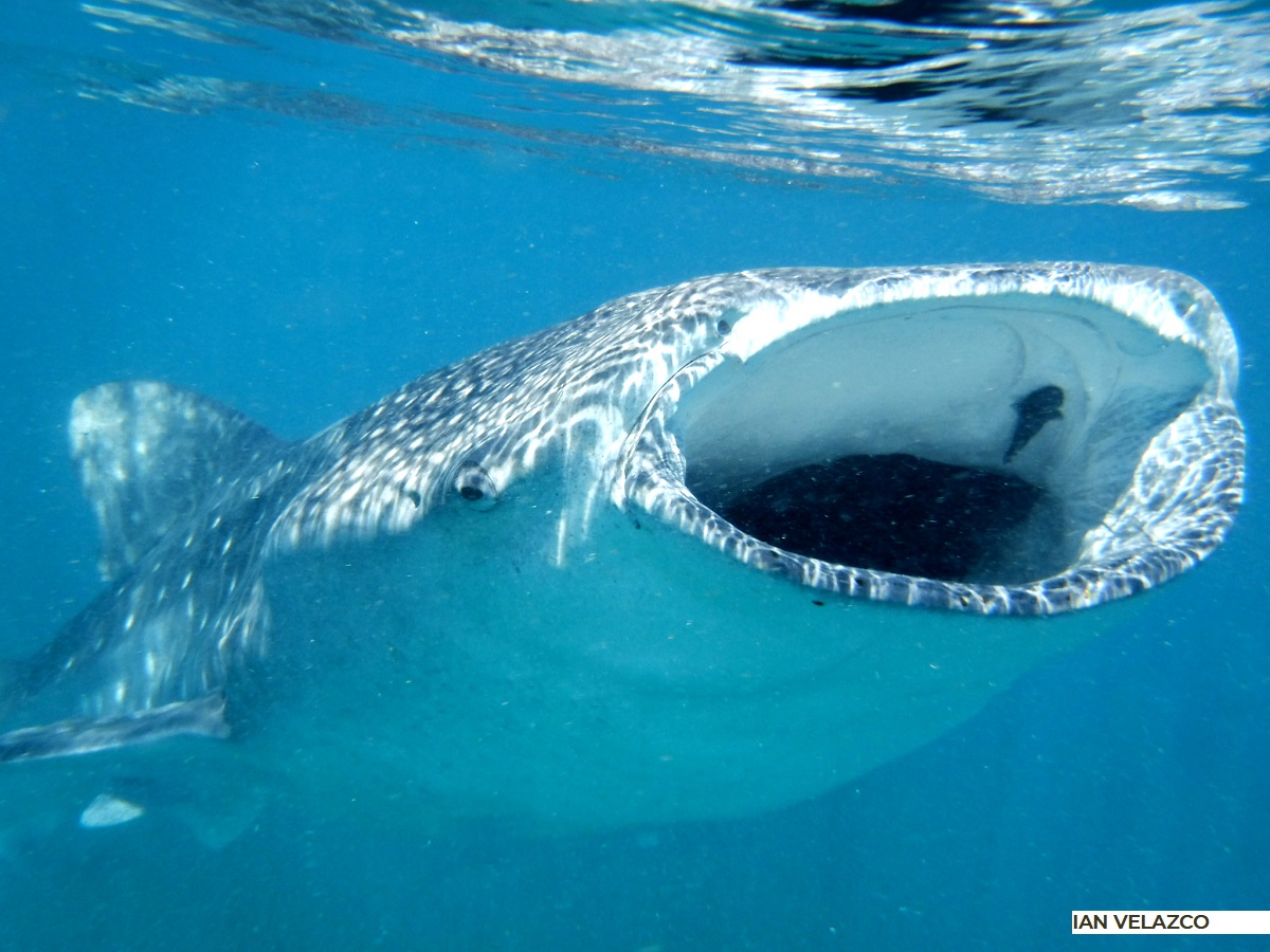 Bahía de los Ángeles cuenta con la agregación más numerosa de tiburón ballena en el Pacífico Nororiental