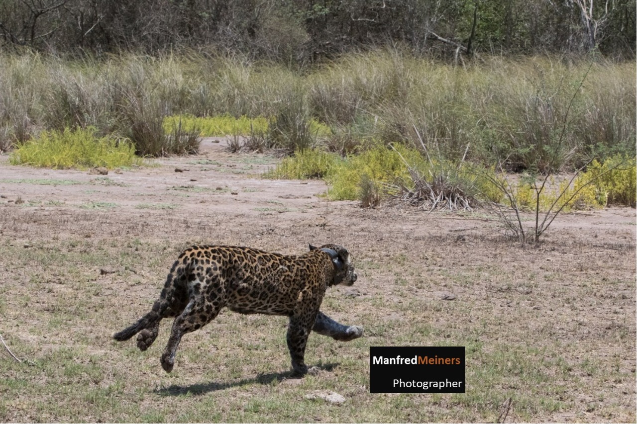 Liberan a jaguar en la 
Reserva de la Biósfera Marismas Nacionales, Nayarit
