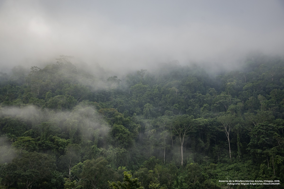 De las casi 66 millones de hectáreas de bosques que tiene el país, la Conanp administra 7.7 millones de hectáreas