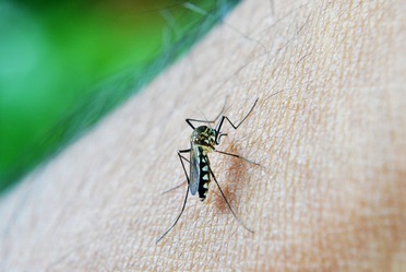 Día Internacional contra el dengue