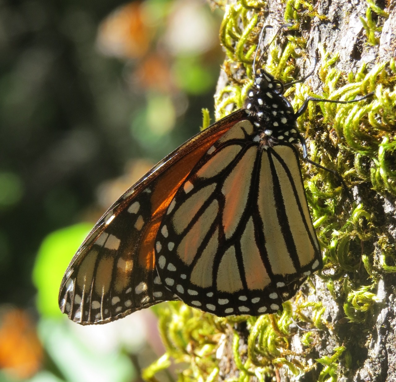La migración está siendo registrada a través de la Alianza Nacional de Monitoreo para la conservación de la Mariposa Monarca