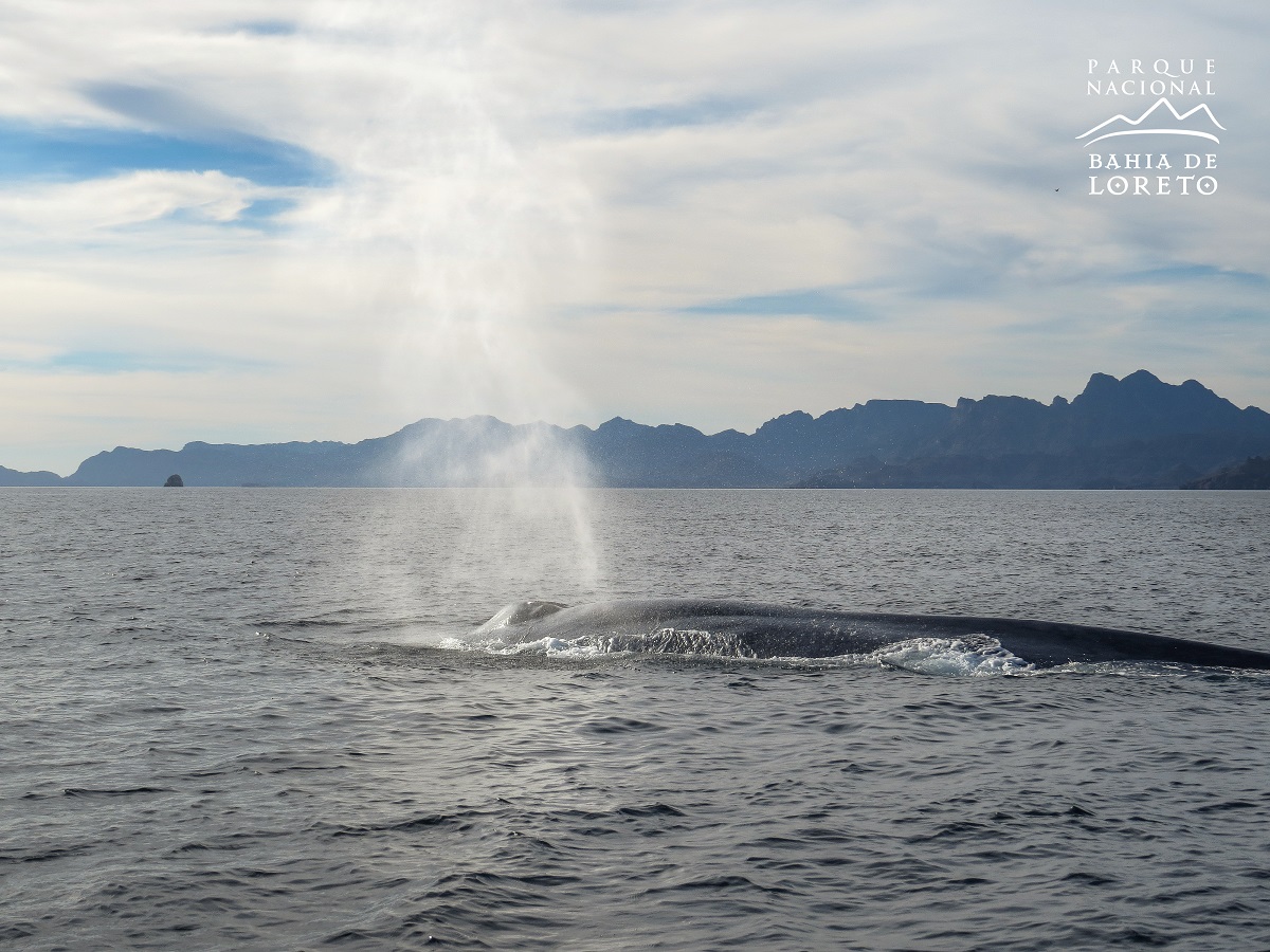 En 2019, se registraron alrededor de 20 ballenas azules dentro del Parque Nacional Bahía de Loreto