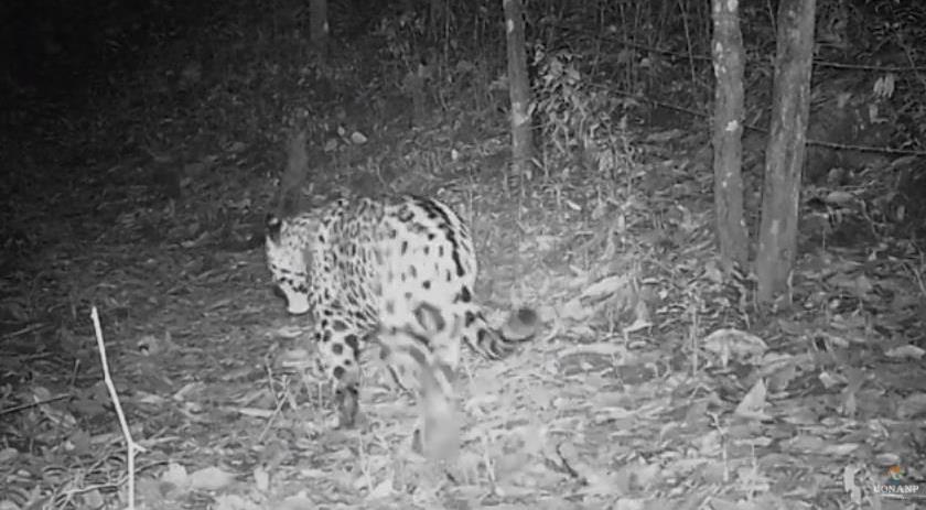 El monitoreo de esta especie se ha realizado por más de 12 años en bosques templados, con lo que se ha encontrando que existen al menos 2 jaguares cada 100 km2