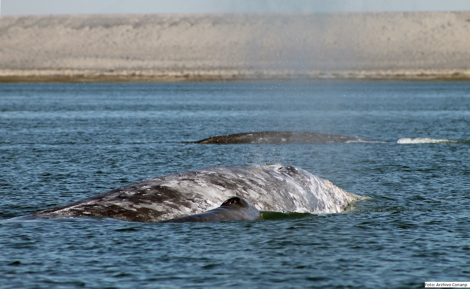 Se espera mejore la afluencia de turistas para la observación de ballenas

