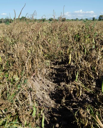 Desarrolla México investigación para afrontar efectos del cambio climático en la agricultura