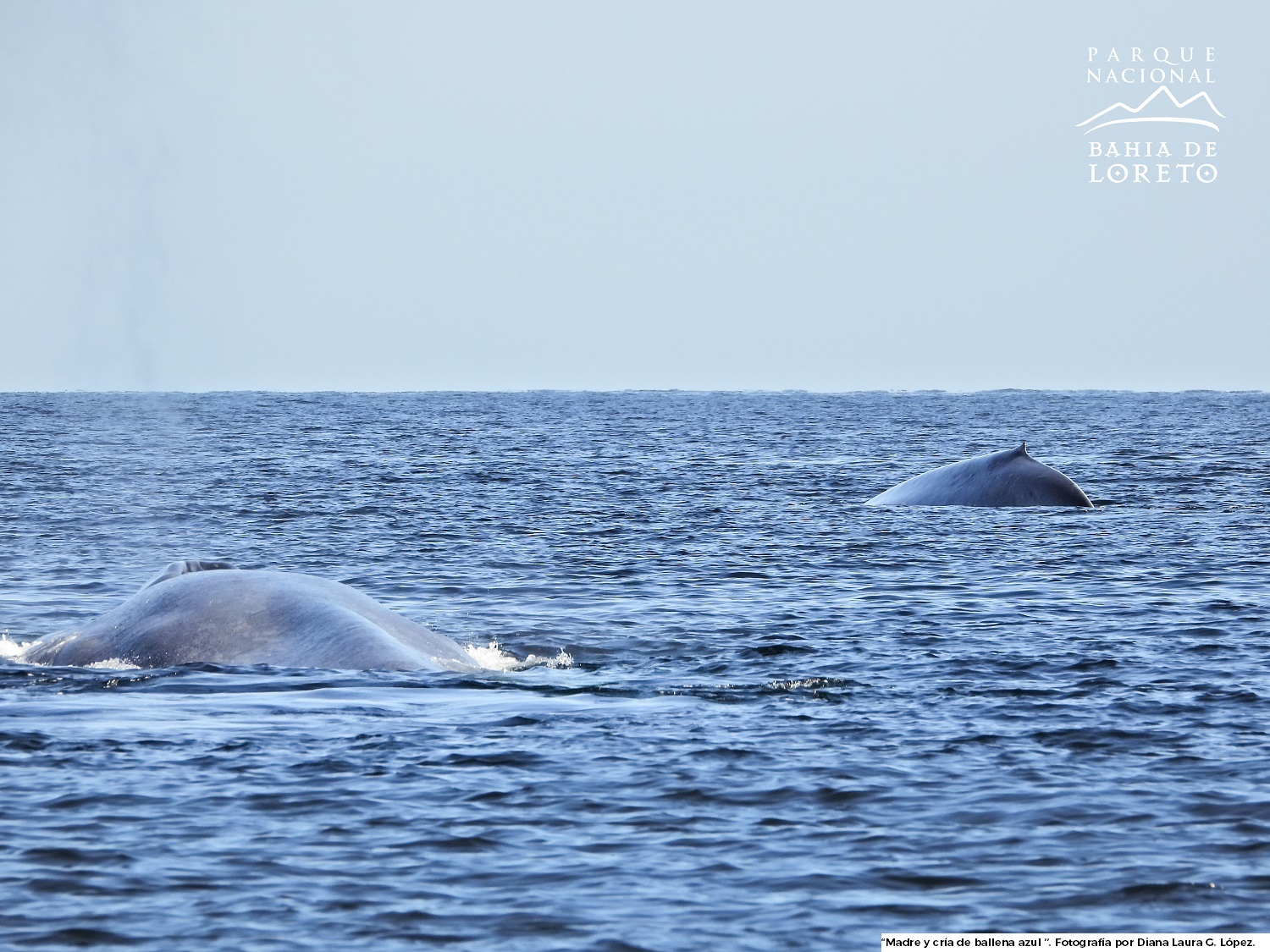 La Bahía de Loreto es un sitio ideal para el avistamiento de ballena azul 