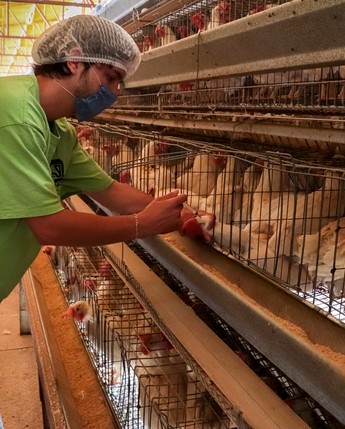 Fortalece Agricultura medidas preventivas ante brotes de influenza aviar en Estados Unidos y Europa