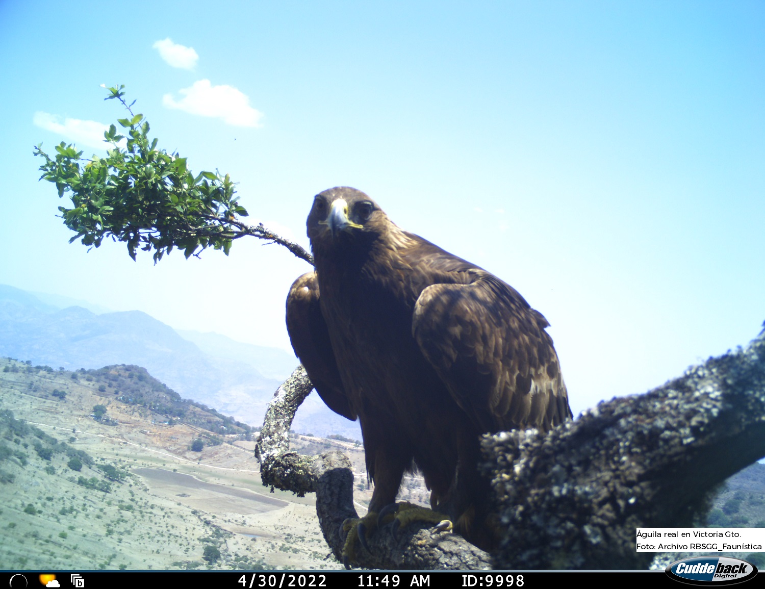 La reproducción del águila real crece 75% en la Reserva de la Biosfera  Sierra Gorda de Guanajuato | Comisión Nacional de Áreas Naturales  Protegidas | Gobierno 