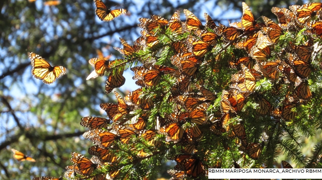 De noviembre a marzo de cada año, la RB recibe a millones de huéspedes distinguidos que tiñen de color naranja los bosques de los estados de México y Michoacán