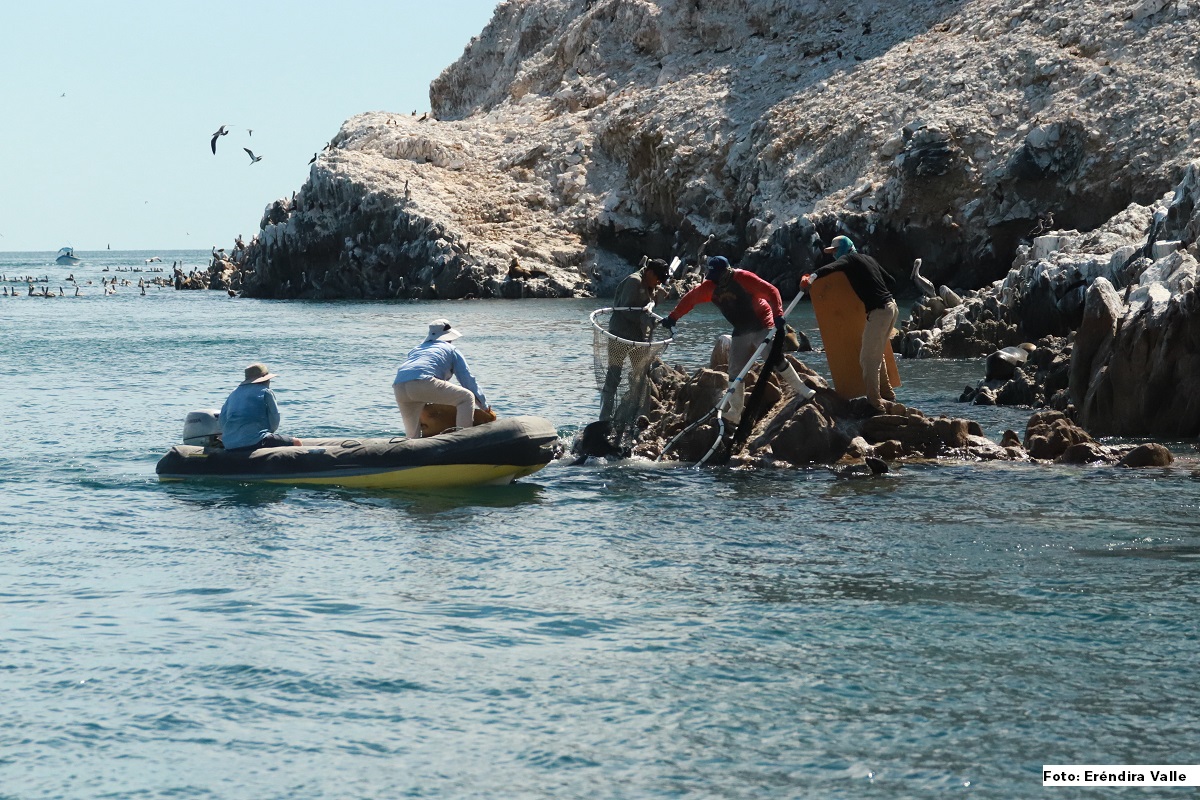 Se aprovechó para realizar el retiro de basura visible (residuos plásticos, trampas de pesca rotas, cabos de plástico y basura marina) en la isla San Jorge