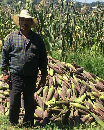 Productor de maíz, Topilejo, Tlalpan