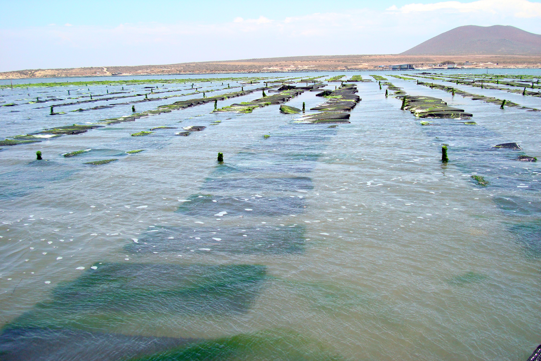 Área de cultivo de moluscos bivalvos
