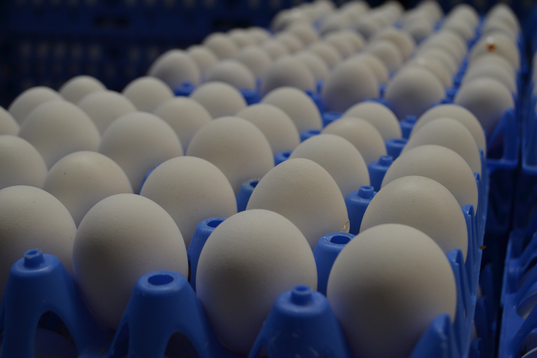 Durante 2015,  China fue el 1er productor mundial de huevo para plato