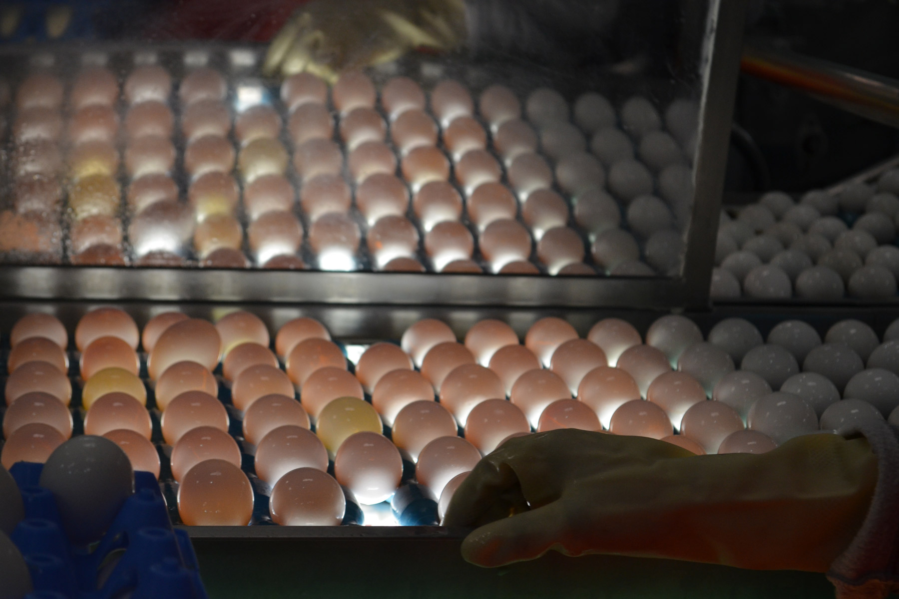 Durante 2015, el estado con mayor producción de huevo para plato es Jalisco