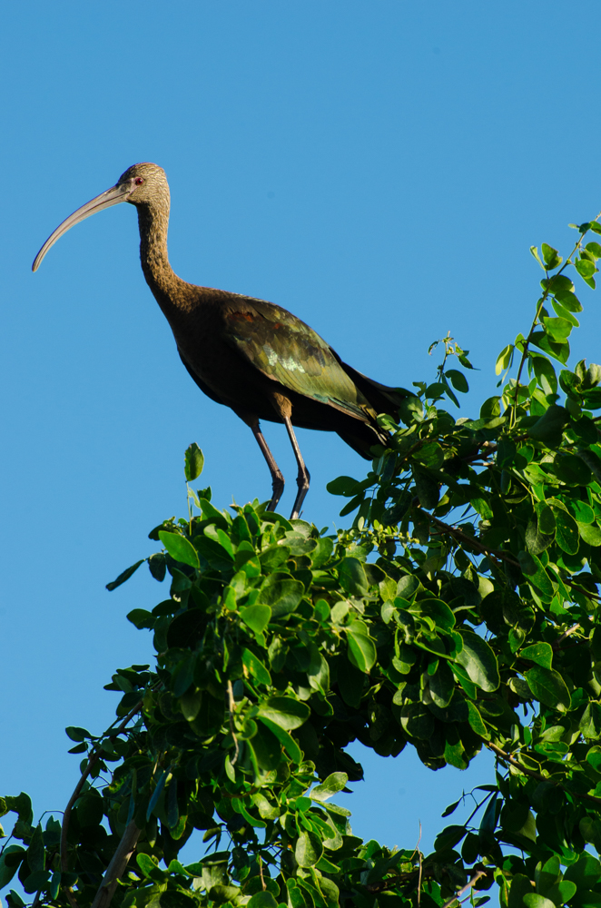 Ibis verde. Foto: José Antonio Soriano/GECI