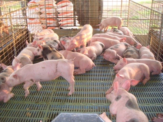 Puercos, cochinos, cerdos o porcinos? | Servicio de Información  Agroalimentaria y Pesquera | Gobierno 