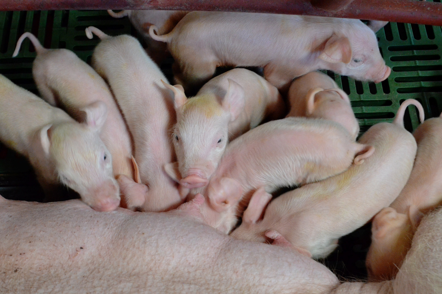 Fiebre porcina clásica, es una enfermedad viral de los cerdos