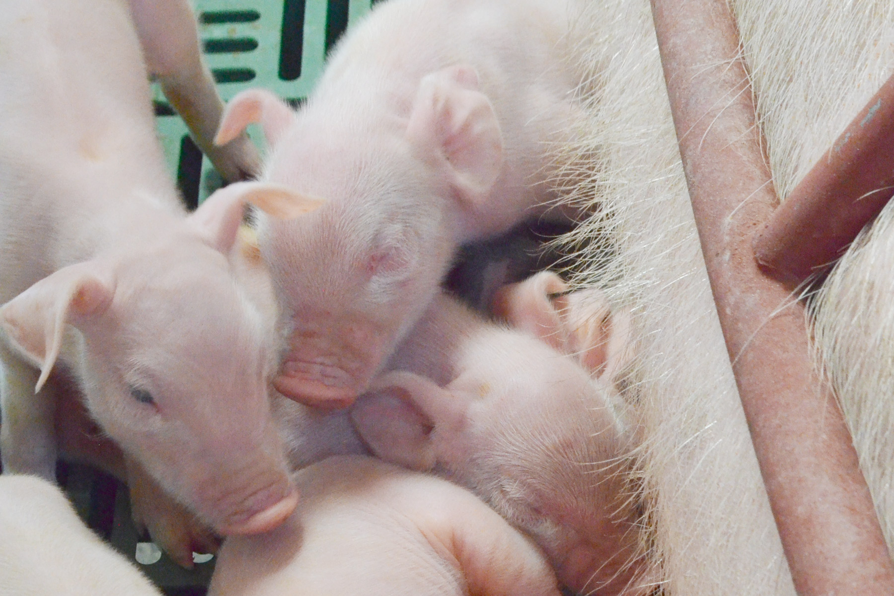 La crianza de cerdos es una de las actividades más importantes del sector pecuario mexicano