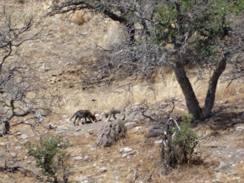 La Comisión Nacional de Áreas Naturales Protegidas (CONANP), reporta el avistamiento de cuatro crías de Lobo Mexicano (Canis lupus baileyi) nacidas recientemente en vida silvestre en el estado de Chihuahua. Foto: Lizardo Cruz/Archivo CONANP