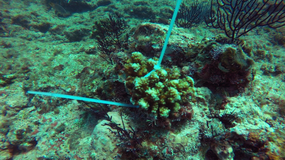 Los fragmentos de coral translocados se han fijado exitosamente al sustrato marino y están en buenas condiciones para continuar su crecimiento. 